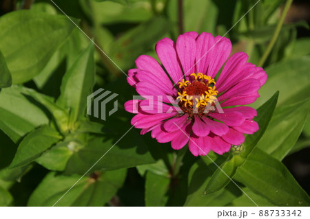 ヒャクニチソウ ヒャクニチソウ 88733342