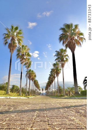 赤穂海浜公園の椰子の並木道 赤穂海浜公園の椰子の並木道 88733343