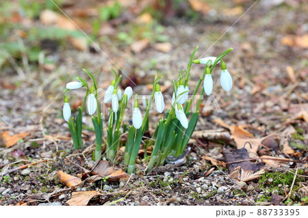 スノードロップの花　蕾 88733395