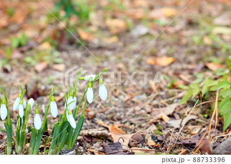 スノードロップの花　蕾 88733396