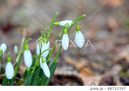 スノードロップの花　蕾 88733397