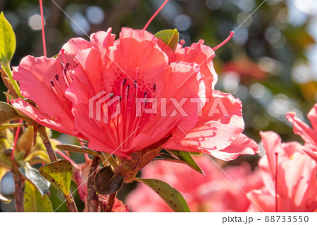自宅の庭に咲いたツツジの花 自宅の庭に咲いたツツジの花 88733550
