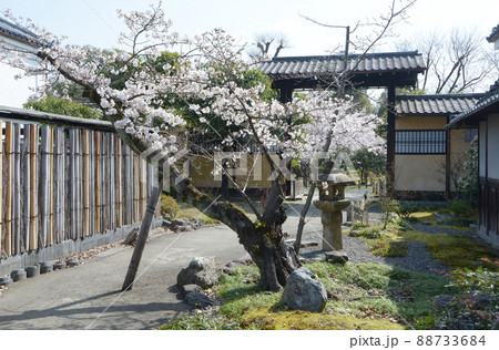 春の渉成園　庭園入口の桜　京都市下京区 88733684