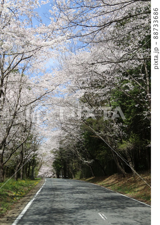 2021日本で一番幸せな町に選ばれた埼玉県鳩山町の眺望が素晴らしい鎌倉街道笛吹峠の満開の桜と青空風景 88733686