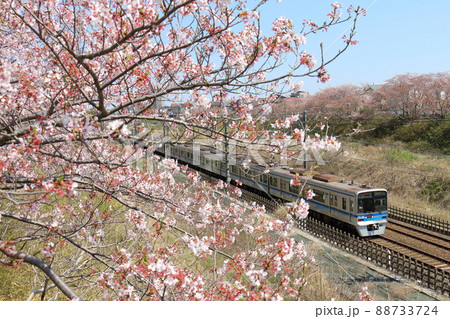 千葉県白井市付近北総線を通る北総鉄道の7500形電車と満開のさくら 千葉県白井市付近北総線を通る北総鉄道の7500形電車と満開のさくら 88733724