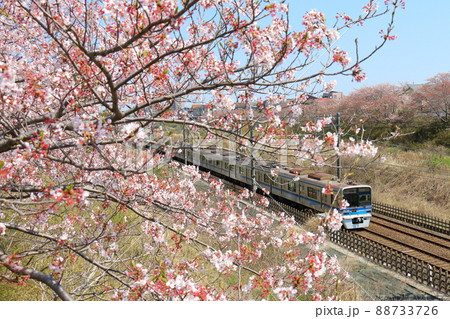 千葉県白井市付近北総線を通る北総鉄道の7500形電車と満開のさくら 千葉県白井市付近北総線を通る北総鉄道の7500形電車と満開のさくら 88733726