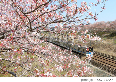 千葉県白井市付近北総線を通る北総鉄道の7500形電車と満開のさくら 88733727