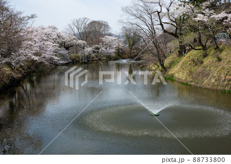 桜咲く棚倉城址公園 88733800
