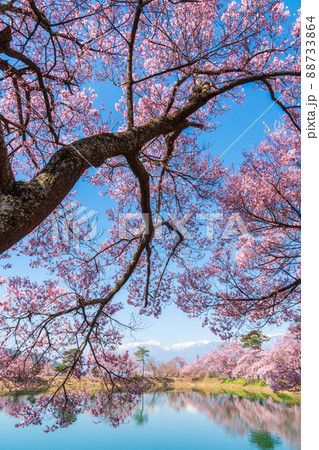 桜色の国　日本 88733864