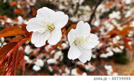 桜 幹から花が出ているよ 桜 幹から花が出ているよ 88734098