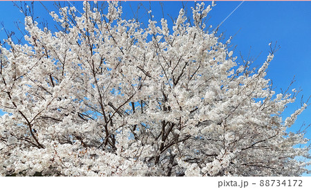 桜の季節 88734172