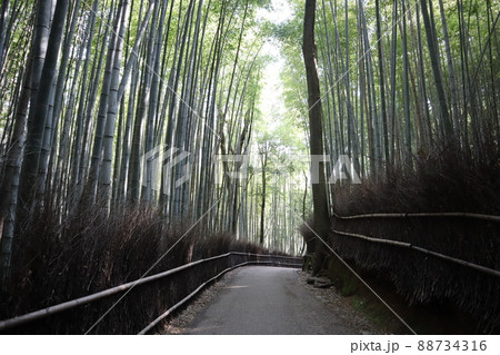 緑の竹林と遊歩道のある京都らしい景色の風景 88734316