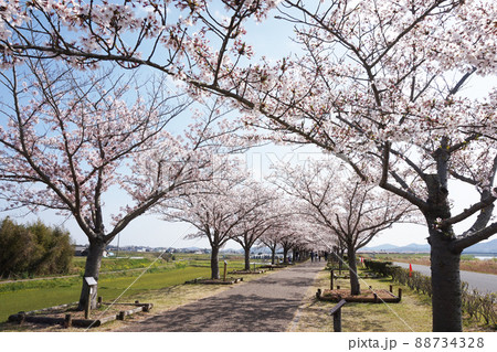 桜咲く 88734328