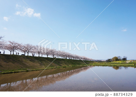 水田に映った桜 水田に映った桜 88734329