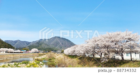 桜咲く 88734332