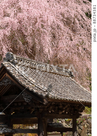 日蓮宗総本山身延山久遠寺 大林坊門のしだれ桜 日蓮宗総本山身延山久遠寺 大林坊門のしだれ桜 88734381