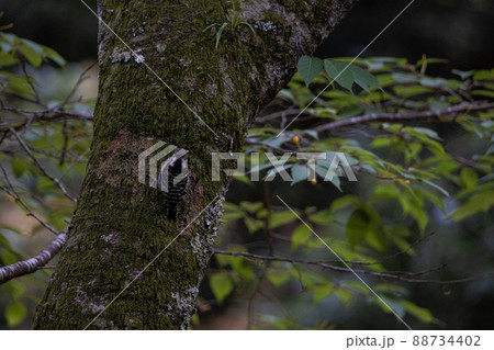 EOSRP.広島宮島、木登りコゲラ。 88734402