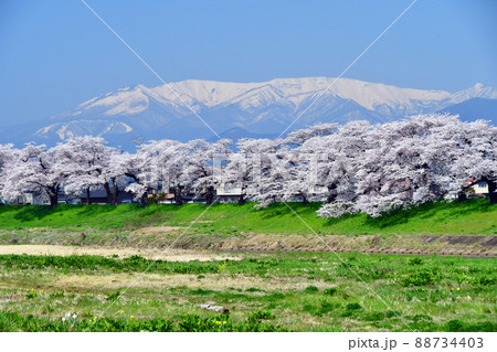 宮城県 白石川堤 一目千本桜と蔵王連峰 宮城県 白石川堤 一目千本桜と蔵王連峰 88734403