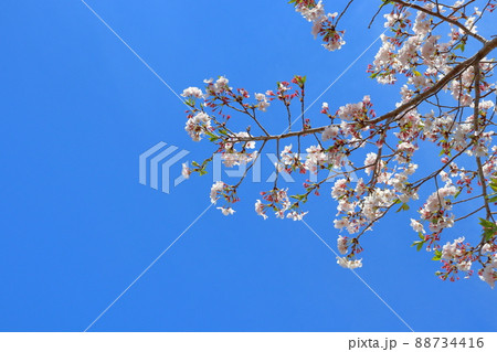 青空 桜の木 ソメイヨシノ 青空 桜の木 ソメイヨシノ 88734416