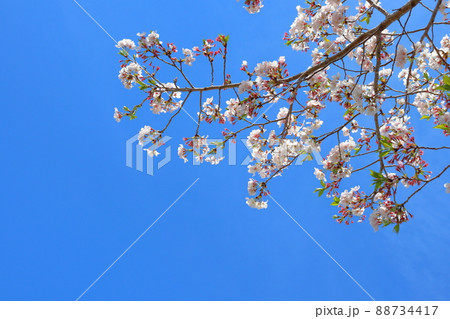 青空 桜の木 ソメイヨシノ 青空 桜の木 ソメイヨシノ 88734417