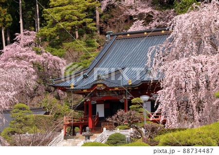 日蓮宗総本山身延山久遠寺　境内の御真骨堂拝殿としだれ桜 88734487