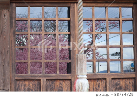 ピンクの花が満開のオカメ桜と信号と空と山の景色が写るお寺の建物のガラス窓の風景 88734729