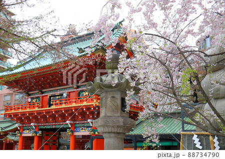神田神社の隨神門と桜 東京都千代田区外神田 神田神社の隨神門と桜 東京都千代田区外神田 88734790