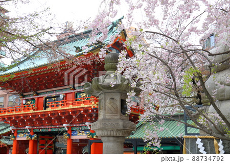 神田神社の隨神門と桜 東京都千代田区外神田 神田神社の隨神門と桜 東京都千代田区外神田 88734792