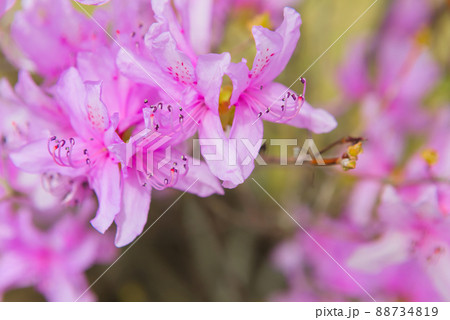 満開の岩ツツジ 満開の岩ツツジ 88734819