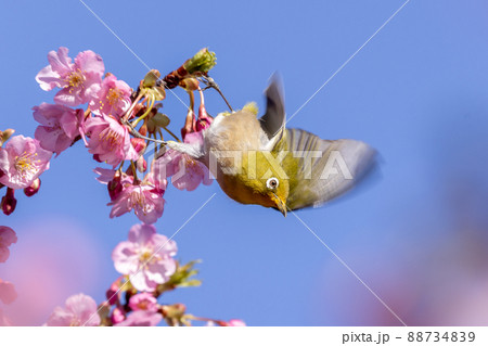 河津桜とメジロ 河津桜とメジロ 88734839