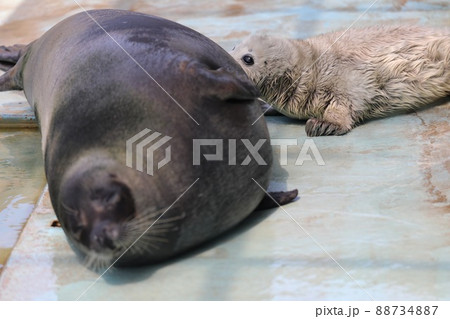 〔福井県坂井市・越前松島水族館・4月〕母乳を飲んでいるゴマフアザラシの赤ちゃん 〔福井県坂井市・越前松島水族館・4月〕母乳を飲んでいるゴマフアザラシの赤ちゃん 88734887