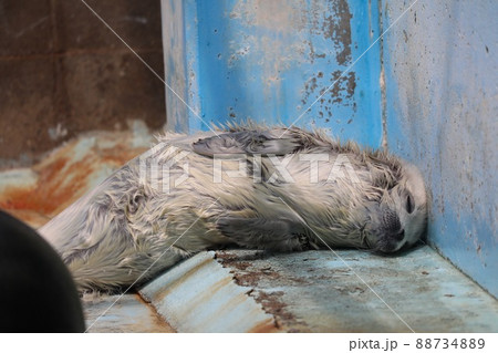 〔福井県坂井市・越前松島水族館・4月〕白い体毛 ゴマフアザラシの赤ちゃん 〔福井県坂井市・越前松島水族館・4月〕白い体毛 ゴマフアザラシの赤ちゃん 88734889