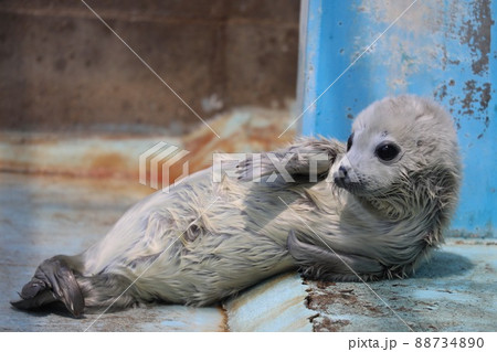 〔福井県坂井市・越前松島水族館・4月〕白い体毛　ゴマフアザラシの赤ちゃん 88734890