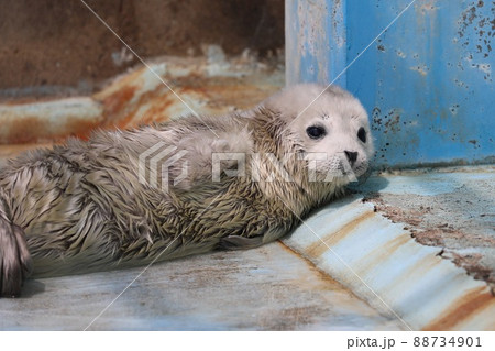 〔福井県坂井市・越前松島水族館・4月〕白い体毛 ゴマフアザラシの赤ちゃん 〔福井県坂井市・越前松島水族館・4月〕白い体毛 ゴマフアザラシの赤ちゃん 88734901