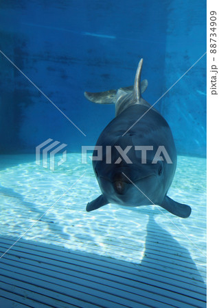 〔福井県坂井市・越前松島水族館・4月〕遊泳中のバンドウイルカ 88734909