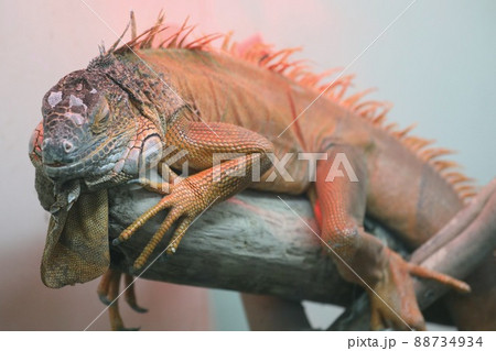 〔福井県坂井市・越前松島水族館・4月〕木の上で寛ぐグリーンイグアナ 〔福井県坂井市・越前松島水族館・4月〕木の上で寛ぐグリーンイグアナ 88734934