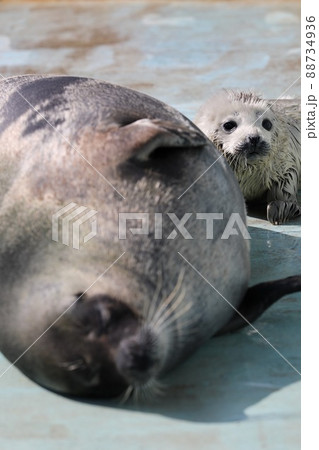 〔福井県坂井市・越前松島水族館・4月〕授乳後の赤ちゃんゴマフアザラシ 88734936