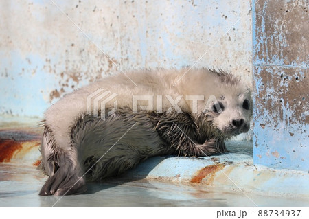 〔福井県坂井市・越前松島水族館・4月〕白い体毛　ゴマフアザラシの赤ちゃん 88734937