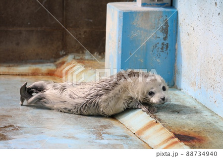 〔福井県坂井市・越前松島水族館・4月〕白い体毛 ゴマフアザラシの赤ちゃん 〔福井県坂井市・越前松島水族館・4月〕白い体毛 ゴマフアザラシの赤ちゃん 88734940