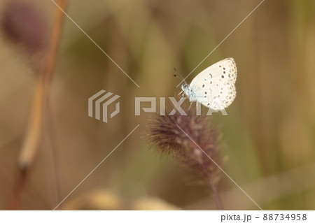 ヤマトシジミ 88734958