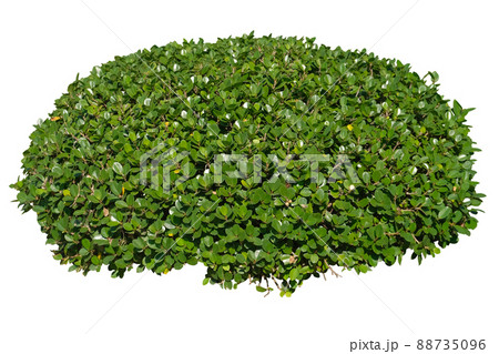 Green bush Green bush 88735096