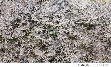 桜 そめいよしの さくら コピースペース ドローン空撮写真 桜 そめいよしの さくら コピースペース ドローン空撮写真 88735486