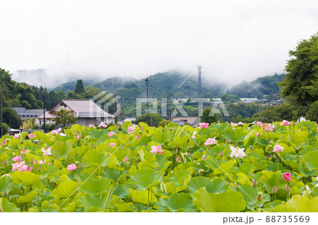 大分県臼杵市石仏公園の蓮畑 88735569