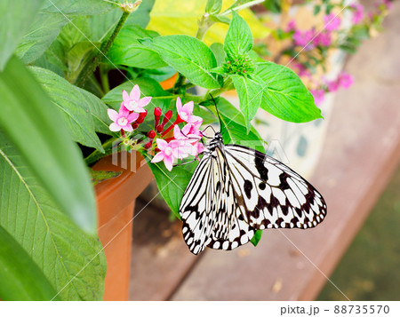 オオゴマダラ オオゴマダラ 88735570