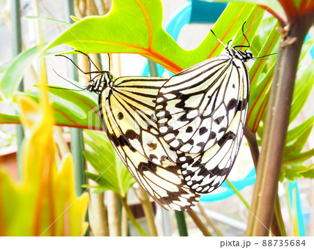 オオゴマダラ 88735684