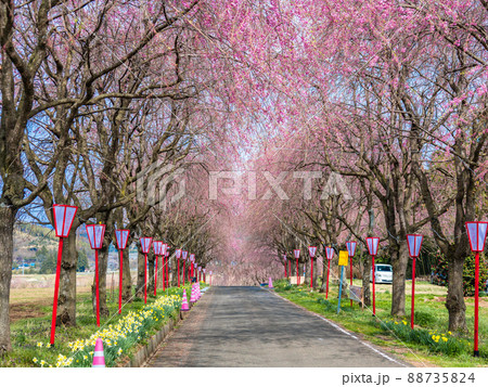 右輪台山の桜並木 88735824