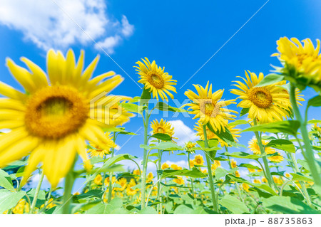 夏空と向日葵 88735863