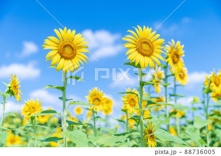 夏空と向日葵の写真素材 [88736005] - PIXTA