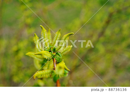 淡い黄色のシバヤナギの花穂（春、三月） 88736136