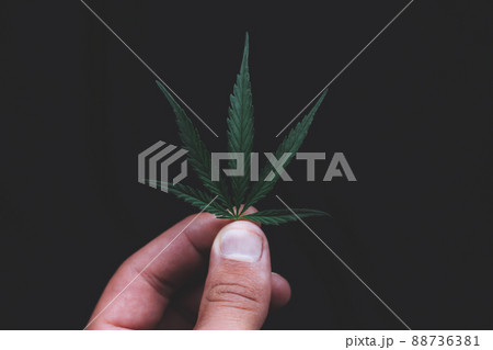 Green leaves technical hemp lie on black modern black background. Green background from leaves. Cannabis close-up. Green leaves of hemp, marijuana leaves. Copy space for your text. Hand holding leaf 88736381